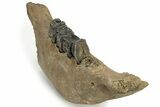Fossil Woolly Rhino (Coelodonta) Mandible - Siberia #235431-6